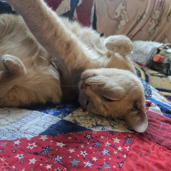 Meet your Posher, Raven - Picture 9 of 16